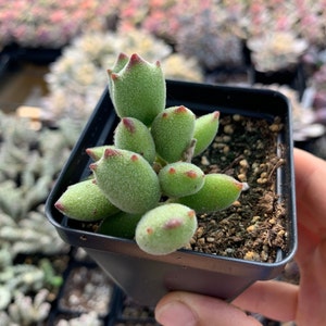 May include: A small succulent plant with fuzzy, light green, oval-shaped leaves featuring pointed, reddish-brown tips. The plant is potted in a square black plastic container filled with dark potting soil, showcasing a dense cluster of foliage.