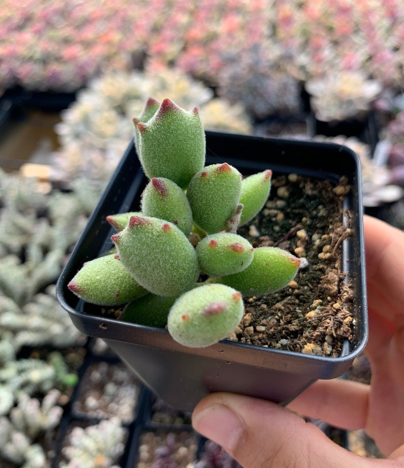 May include: A small succulent plant with fuzzy, light green, oval-shaped leaves featuring pointed, reddish-brown tips. The plant is potted in a square black plastic container filled with dark potting soil, showcasing a dense cluster of foliage.