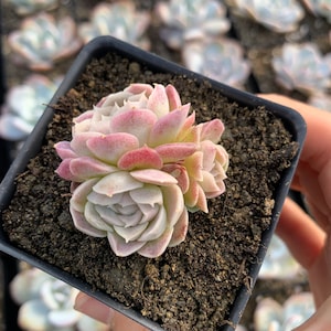 Rare Succulent Echeveria White Elegans sp. image 4