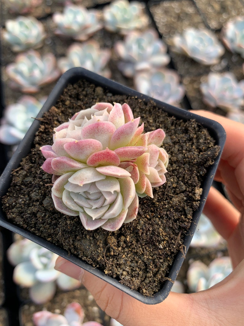 Rare Succulent Echeveria White Elegans sp. image 4