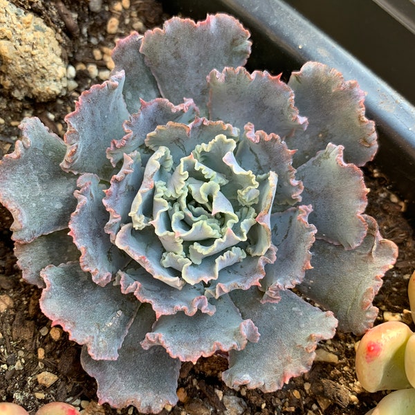 Rare Succulent-Echeveria frills ssp.