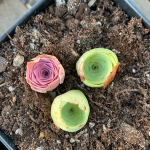 Rare Succulent - Pink and Green Greenovia Mountain Rose combo (pink in summer)
