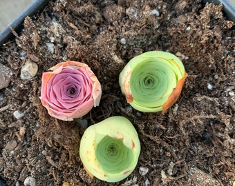 Rare Succulent - Pink and Green Greenovia Mountain Rose combo (pink in summer)