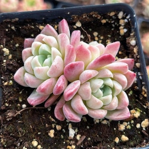 Rare Succulent - Echeveria Cream Beauty
