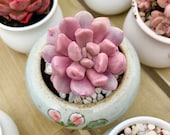 Graptoveria 39 Topsy-Debbie 39 Cupid (deep pink) - April Farm Rare Succulents