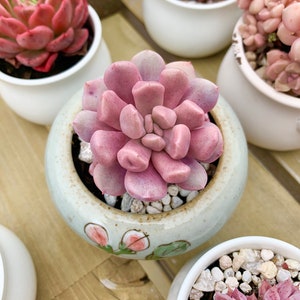 Rare Succulent - Graptoveria 'Topsy-Debbie' Cupid (deep pink)