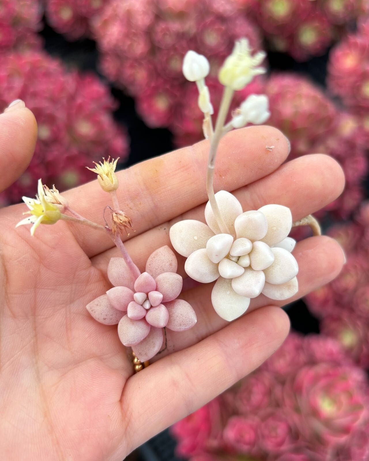 Rare Succulent - Graptopetalum cutting combo