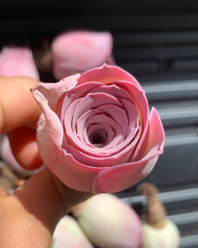 Pink greenovia succulent