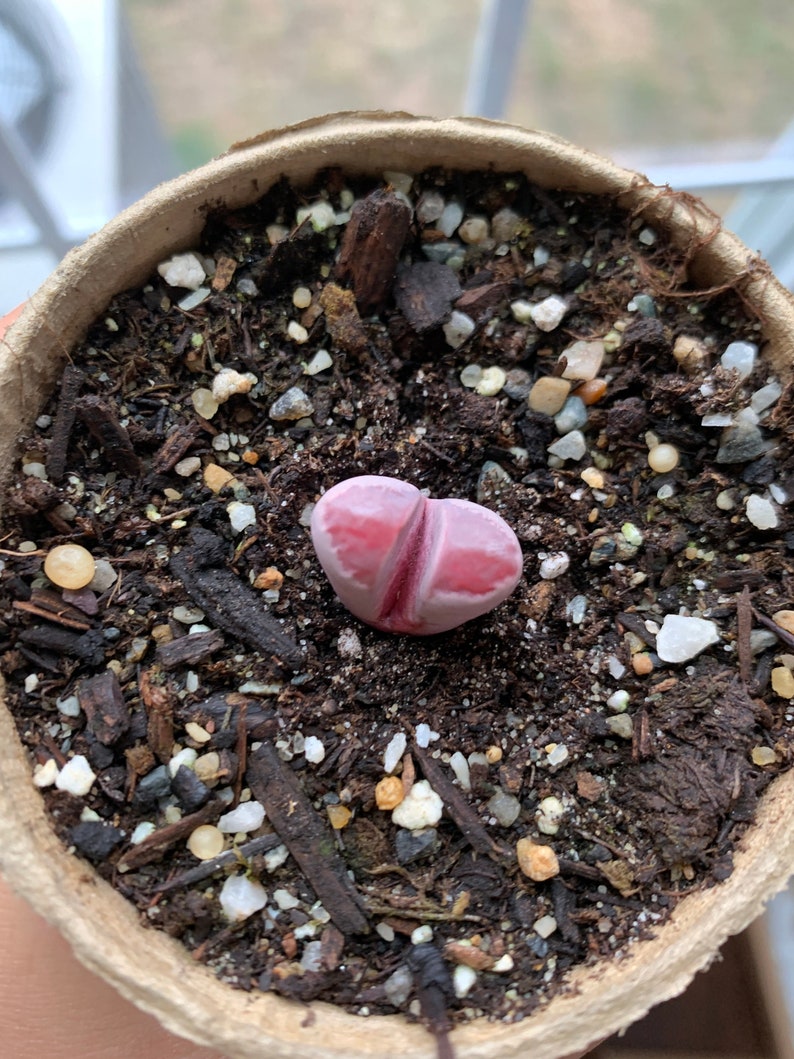 Rare Succulent Lithops optica 'Rubra' image 2