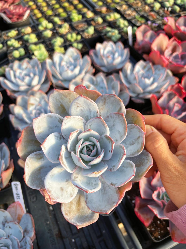 May include: Close-up of a succulent plant with pale blue-green leaves edged in red. The plant is in focus, with several similar plants visible in the background. The leaves form a rosette shape, and the plant is in a black pot.