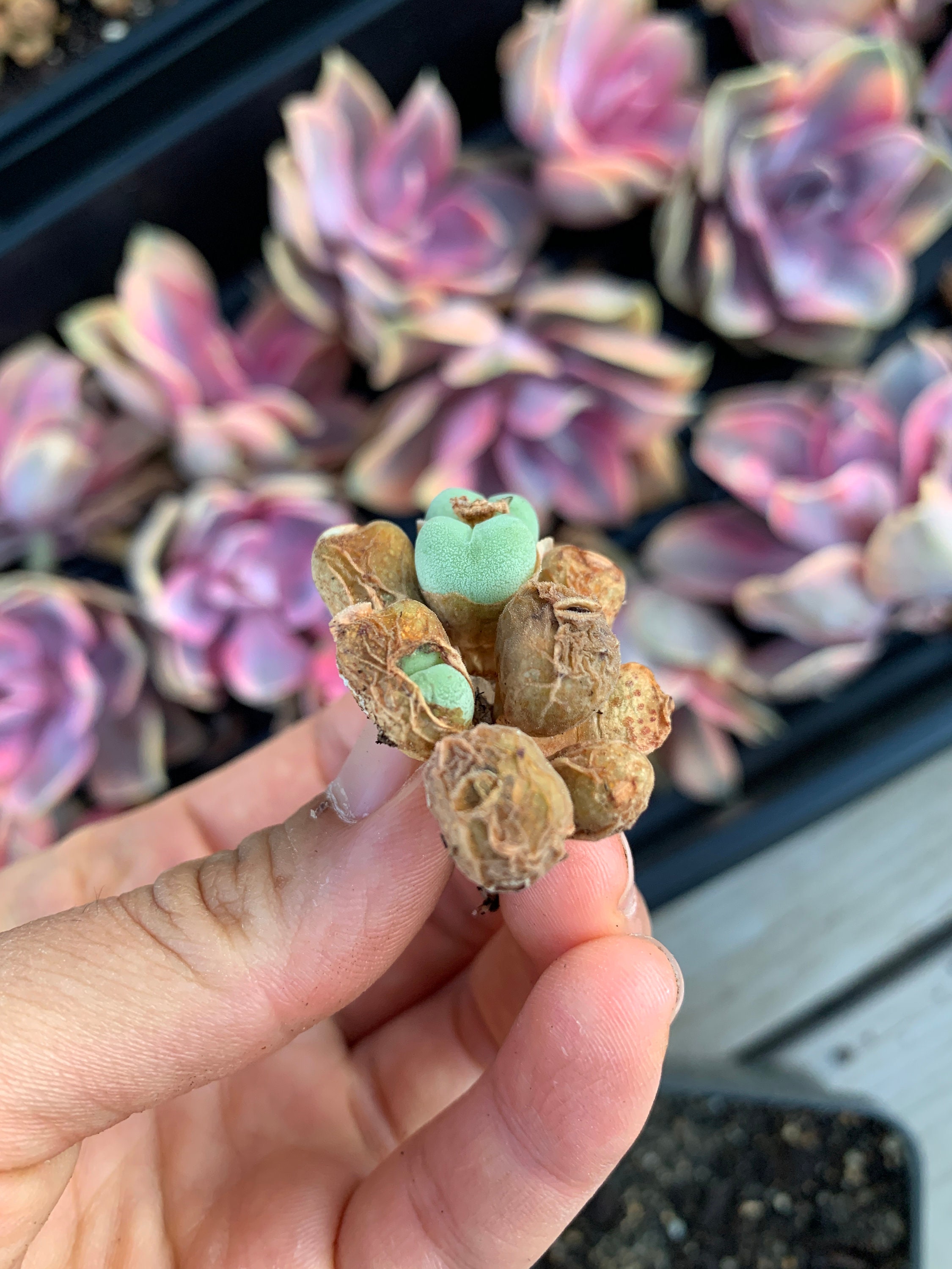 Rare Succulent - Conophytum luiseae