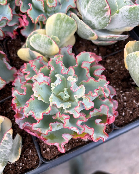 echeveria 1 Painter