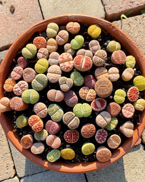 Lithops sp - April Farm/Rare Succulents