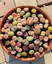 Rare Succulent - Lithops sp 