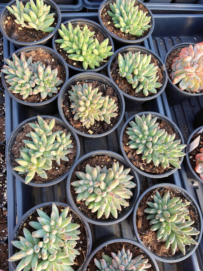 RareSucculents Pachyphytum compactum