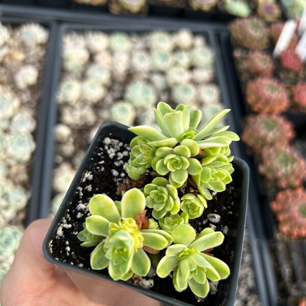 Rare Succulent - Aeonium variegated Greenovia(8)