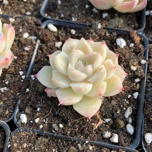 Rare Succulent Echeveria Elegans sp. White Queen mini succulent image 2