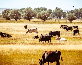 Symbiotic, Cows, Prairie, Farm, Midwest  - Original Photograph