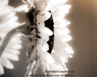Sunflower, Sepia, Black & White, Inspiration, Mother Teresa,  - Original Photograph # 0001