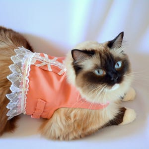 Custom - pet costume 'Afternoon Tea' harness cat costume, dog costume, decorative harness for cat