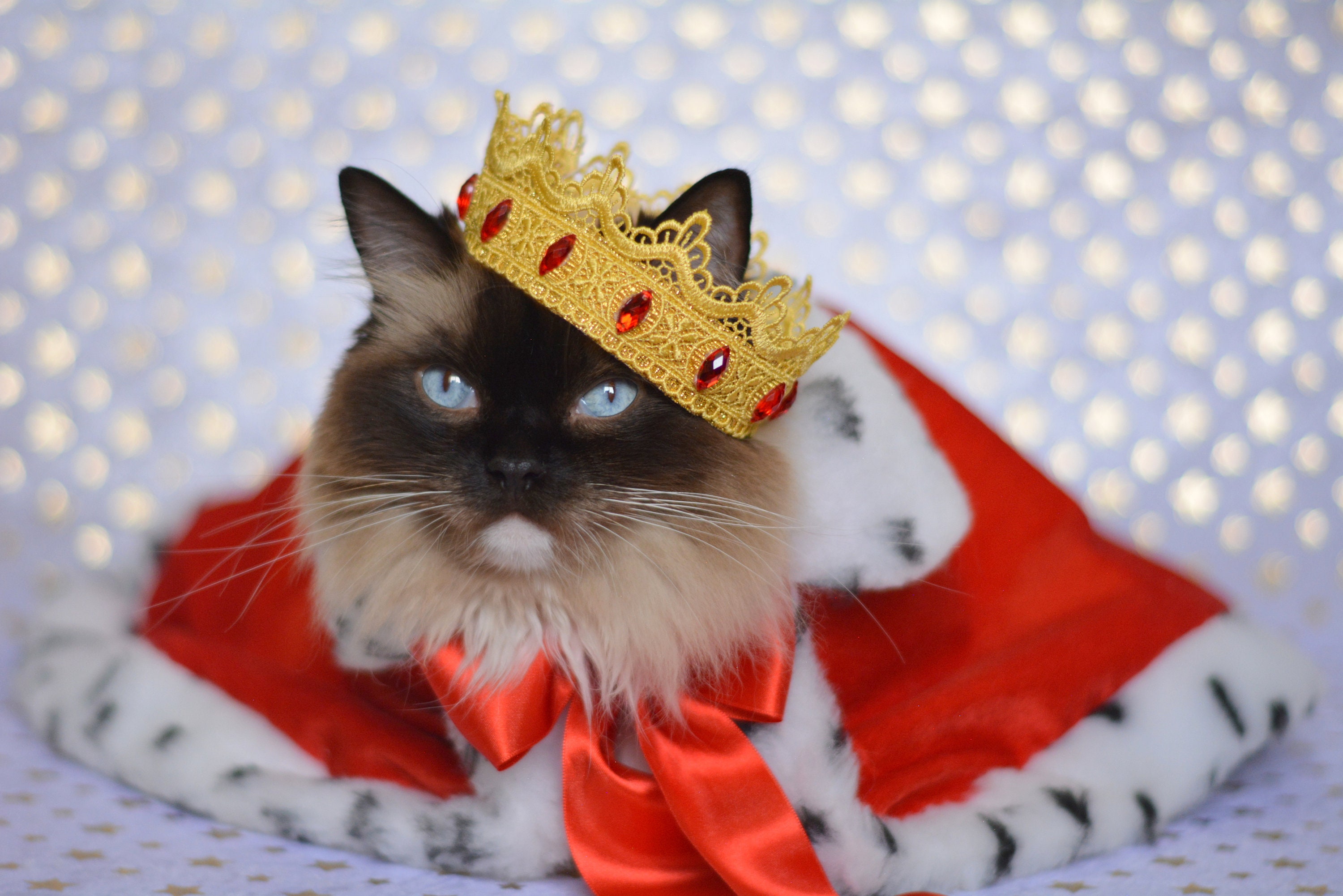 Royal Cat Costume Royal Velvet Cloak Costume for Cats with Etsy