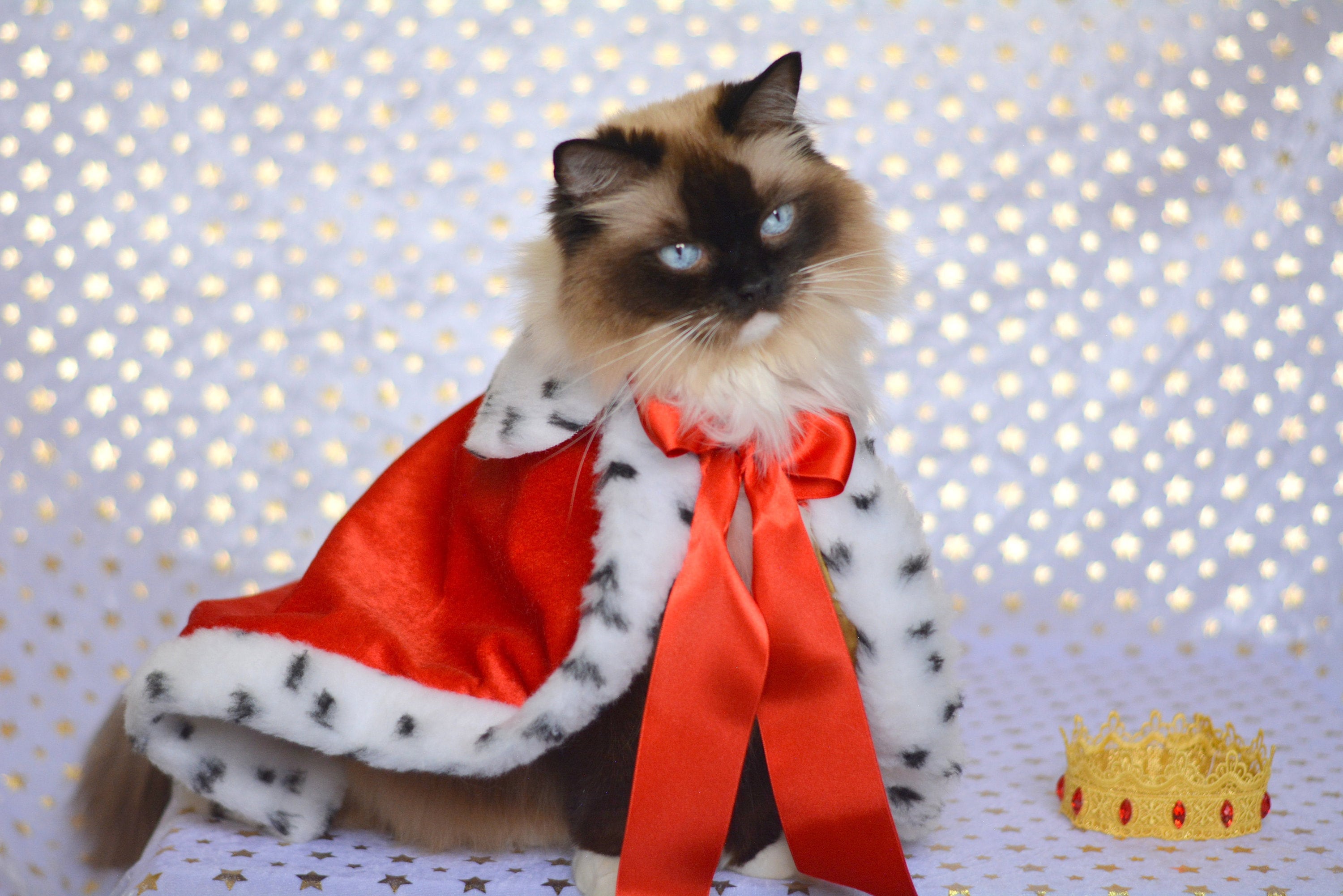 Royal Cat Costume Royal Velvet Cloak Costume for Cats with Etsy