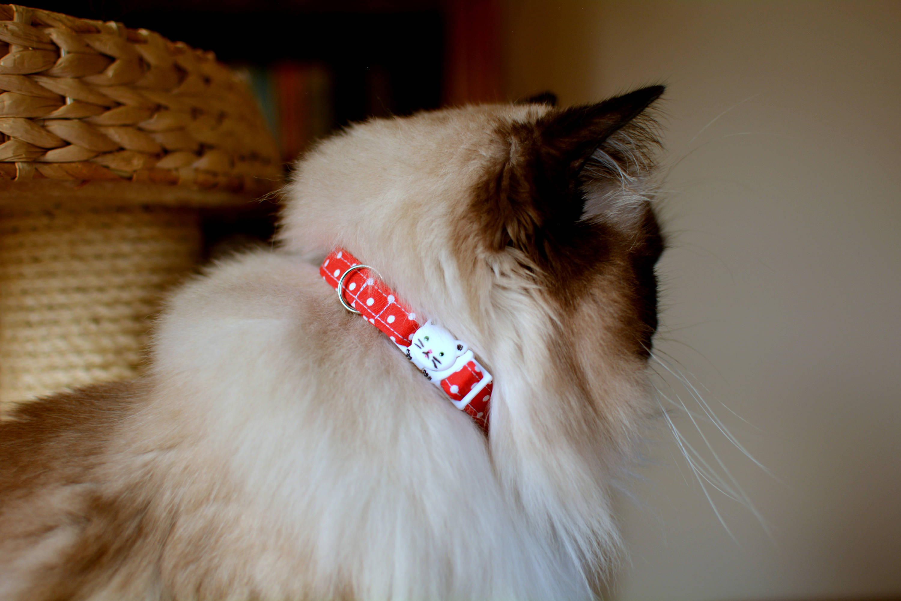 cute girl cat collars