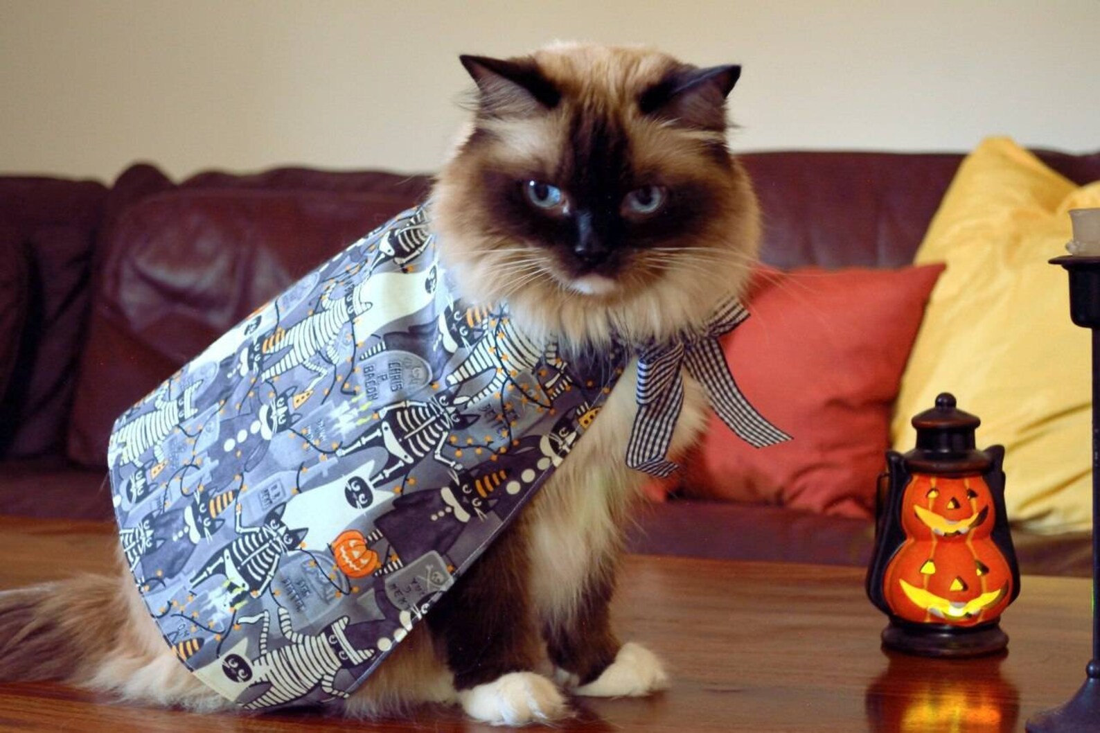 Cat Halloween Costume 'ghostly Cats' Cape for Cats Etsy