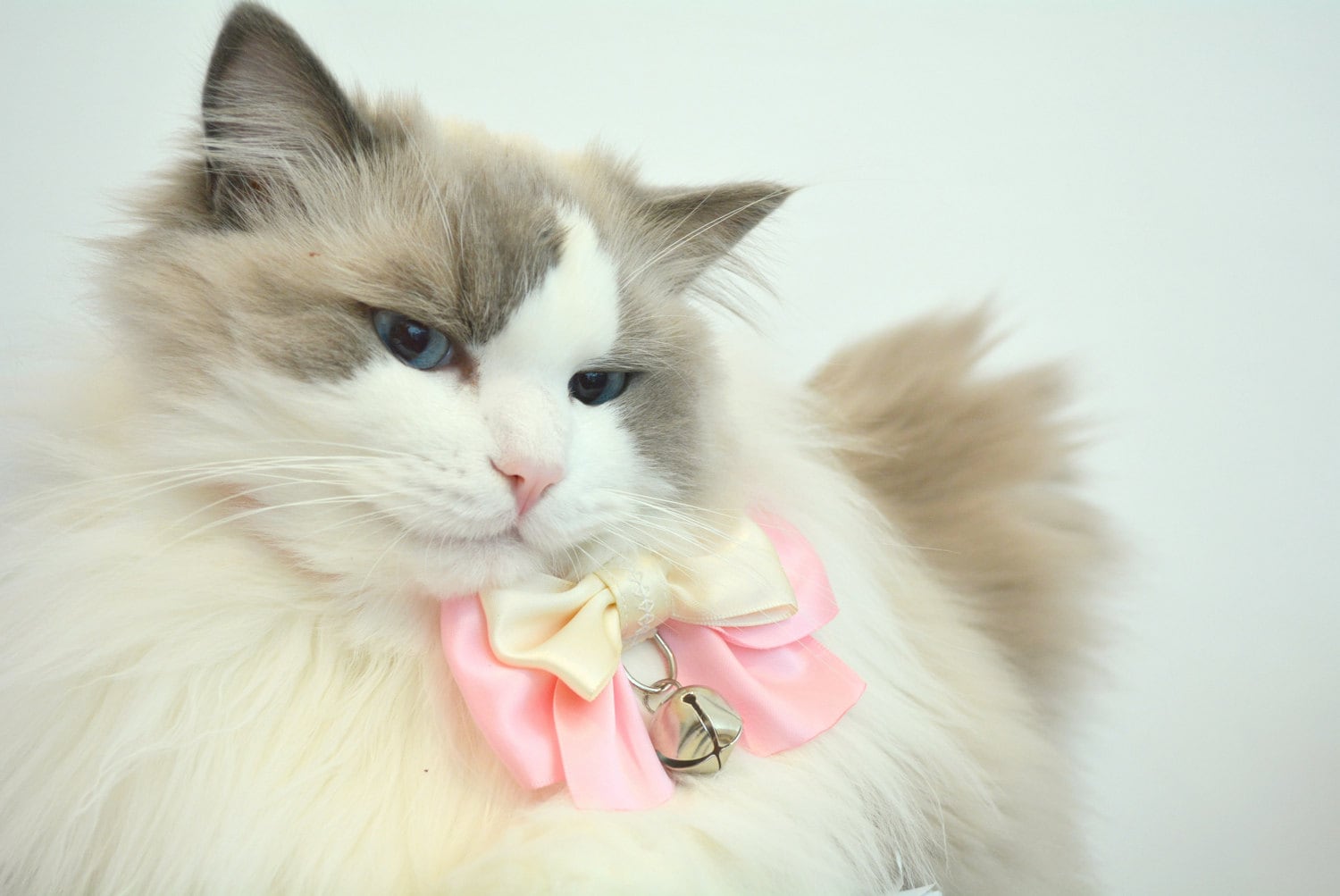 cat bow ties for sale