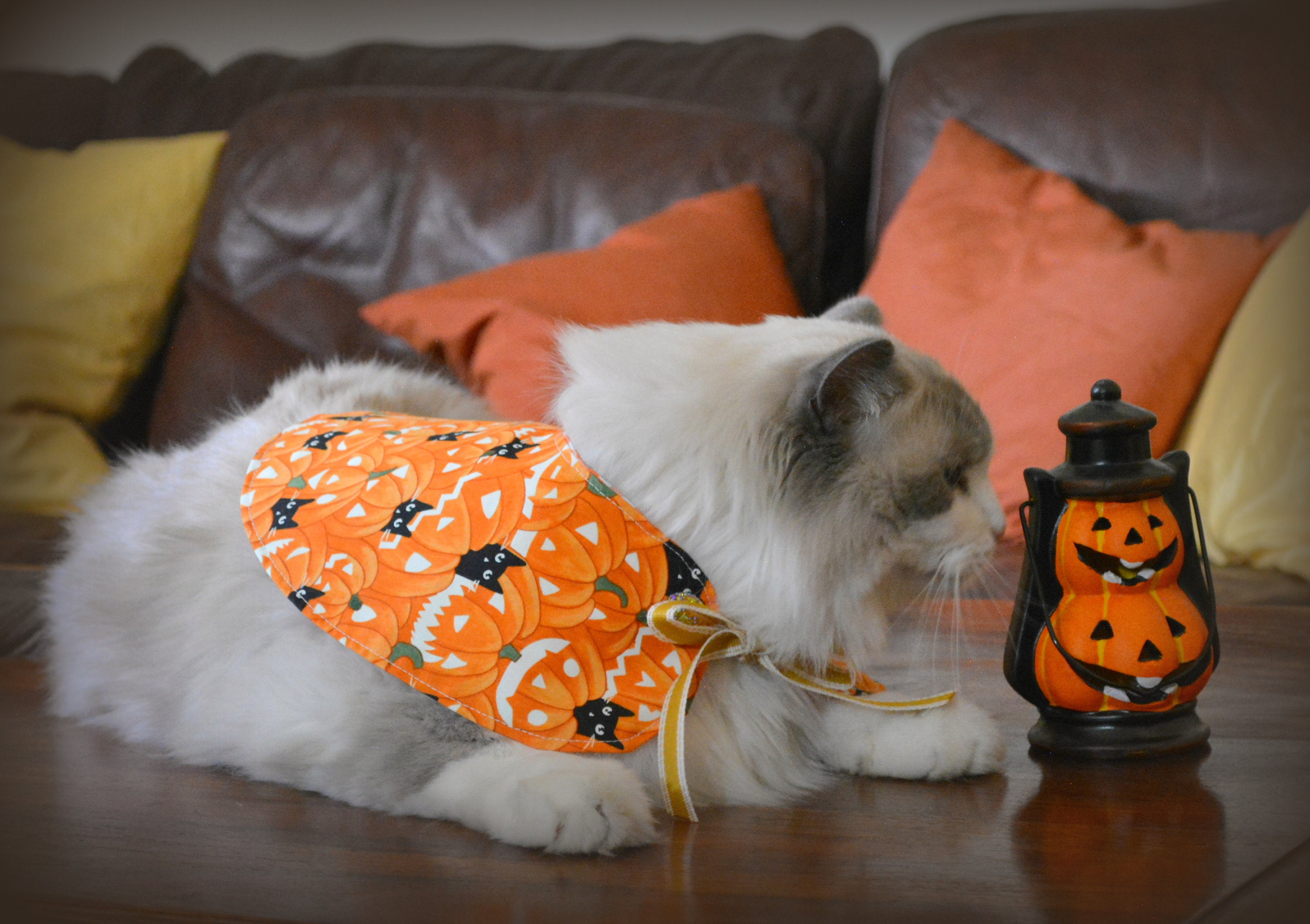 Cat Halloween Costumehalloween Costumes for Cats Glow in the Etsy