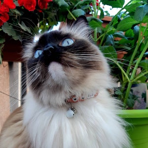 Katthalsband 'White Berry' med klocka, kattungehalsband med klocka, orange katthalsband bild 2