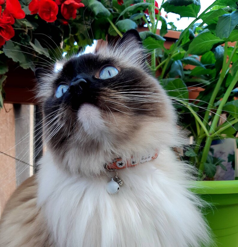 Katthalsband 'White Berry' med klocka, kattungehalsband med klocka, orange katthalsband bild 2