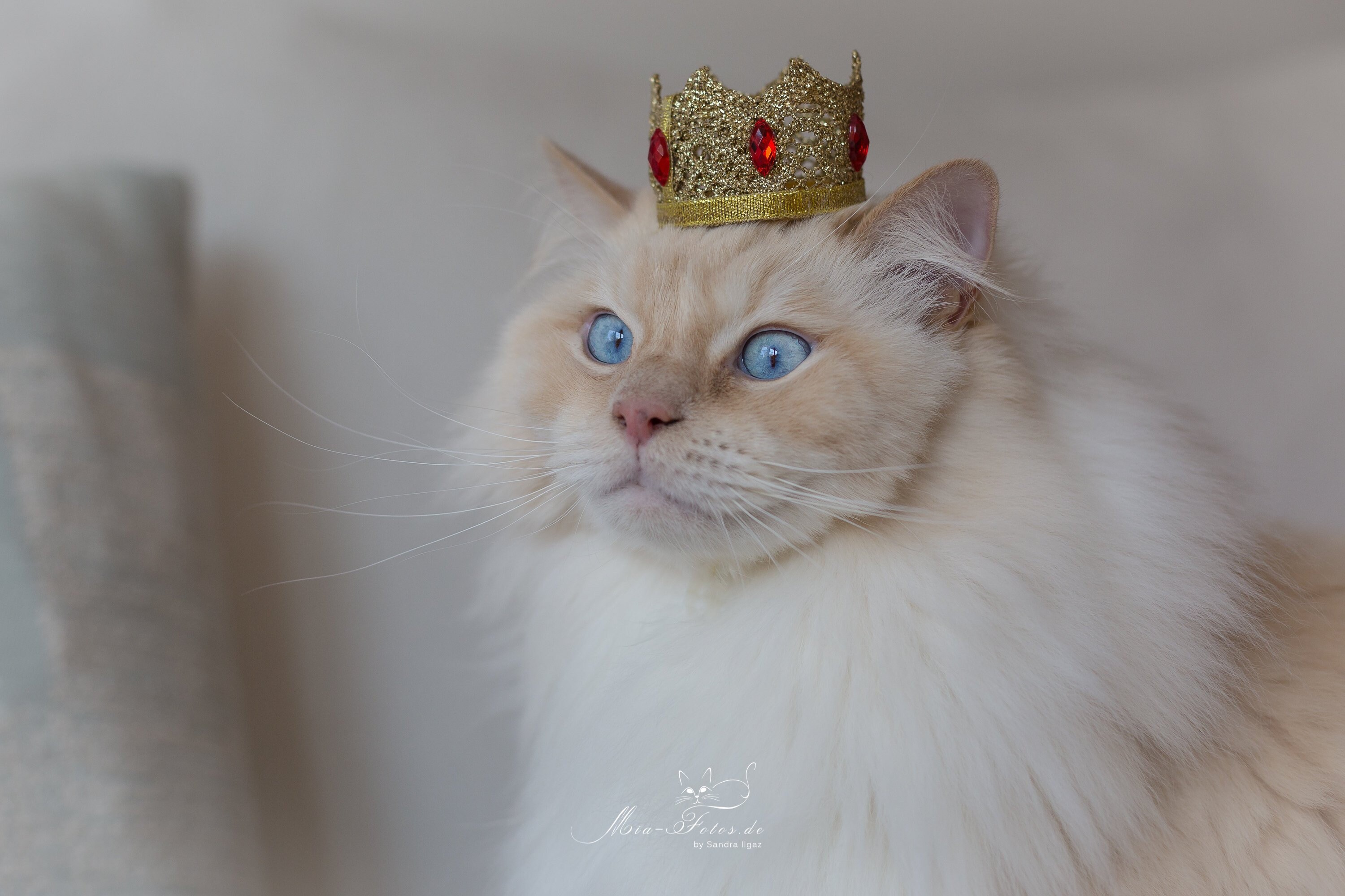 kingdom two crowns norse lands cats kingdom two crowns norse lands cats