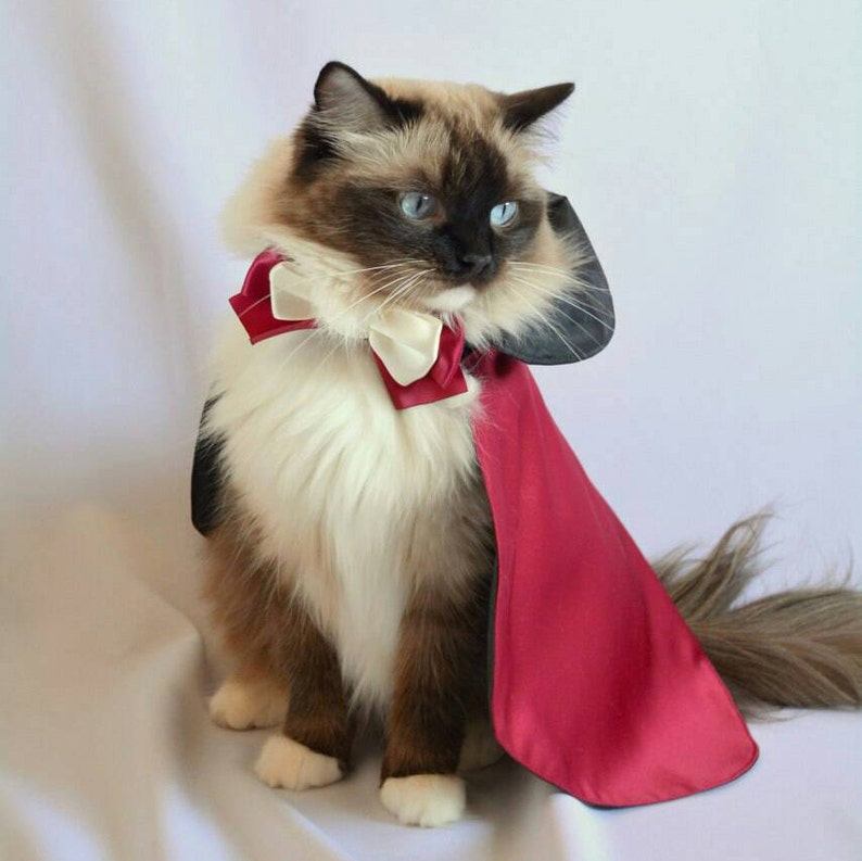 Cat Halloween costume //Countess Dracula//cat pet costumes for image 5