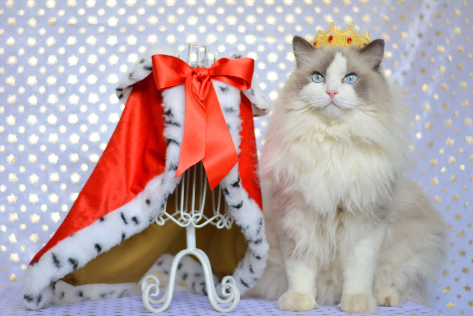 Royal Cat Costume Royal Velvet Cloak Costume for Cats with Etsy
