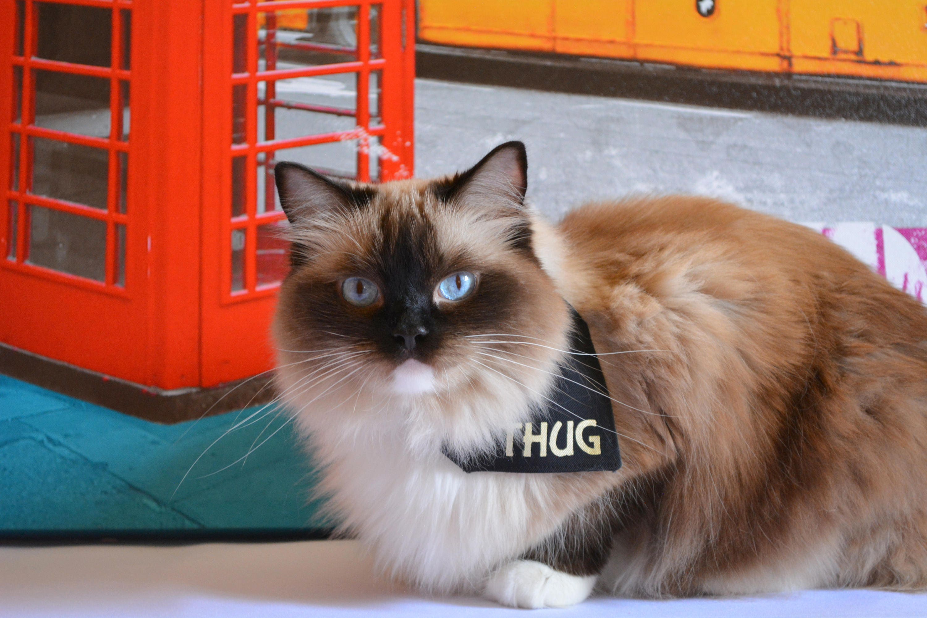 cat handkerchief collar