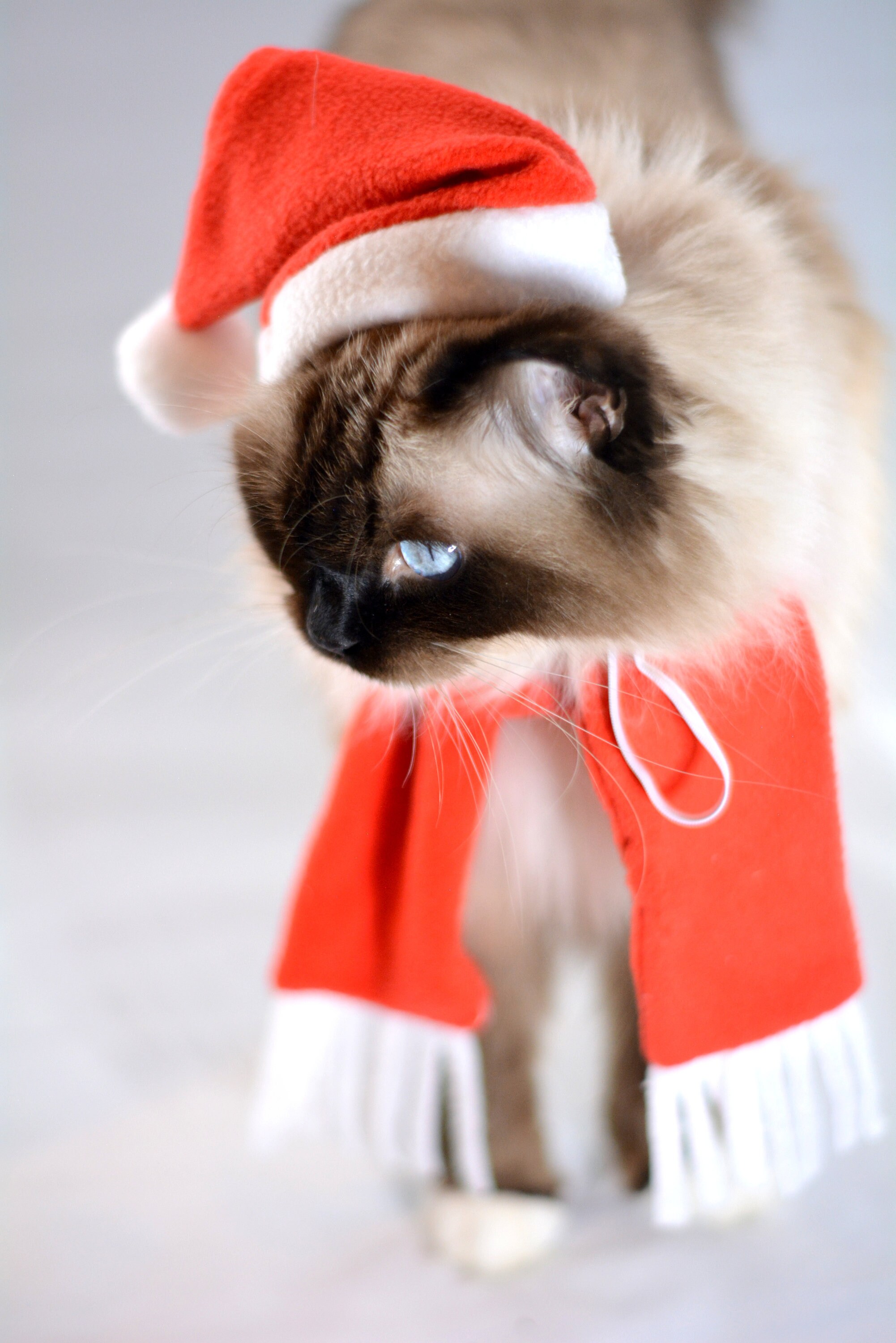 personalised santa hats ireland