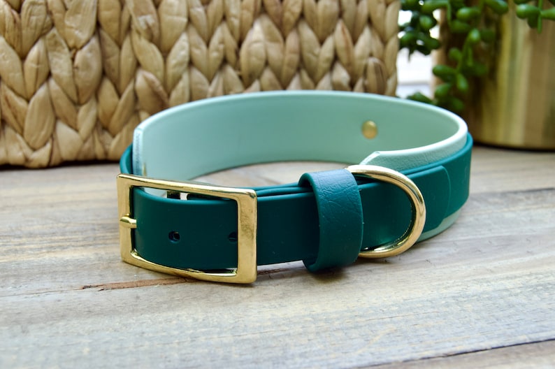 May include: A two-tone dog collar in shades of green and mint. The collar features a gold-colored buckle and hardware. The collar is made of a smooth material and is designed for a pet.