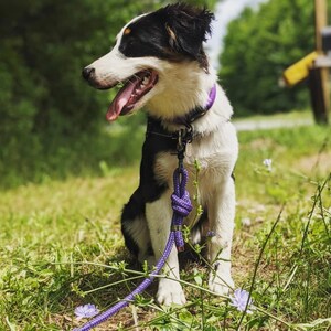 Puede incluir: Un cachorro de pastor australiano blanco y negro con un collar y una correa morados, sentado en un campo de hierba con flores silvestres moradas.