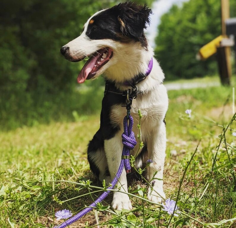 Puede incluir: Un cachorro de pastor australiano blanco y negro con un collar y una correa morados, sentado en un campo de hierba con flores silvestres moradas.