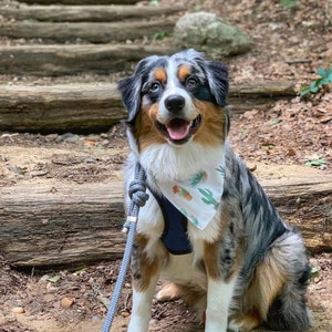 Puede incluir: Un perro pastor australiano azul merle con un pa&ntilde;uelo blanco con estampado de cactus est&aacute; sentado en un conjunto de escalones de madera en un entorno boscoso. El perro est&aacute; mirando directamente a la c&aacute;mara y tiene una expresi&oacute;n feliz en su rostro.