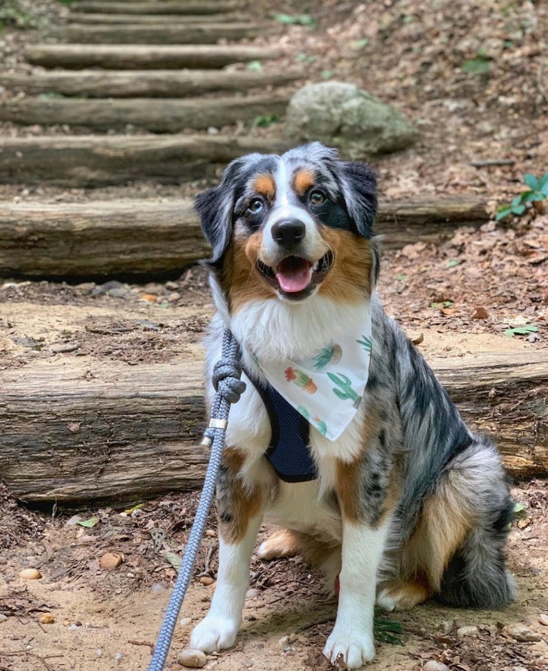 Puede incluir: Un perro pastor australiano azul merle con un pa&ntilde;uelo blanco con estampado de cactus est&aacute; sentado en un conjunto de escalones de madera en un entorno boscoso. El perro est&aacute; mirando directamente a la c&aacute;mara y tiene una expresi&oacute;n feliz en su rostro.