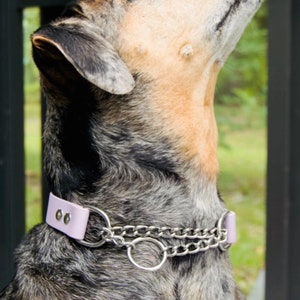 Pu&ograve; includere: Un cane macchiato di nero e marrone con un collare di pelle lavanda e un guinzaglio a catena d'argento guarda qualcosa fuori campo.