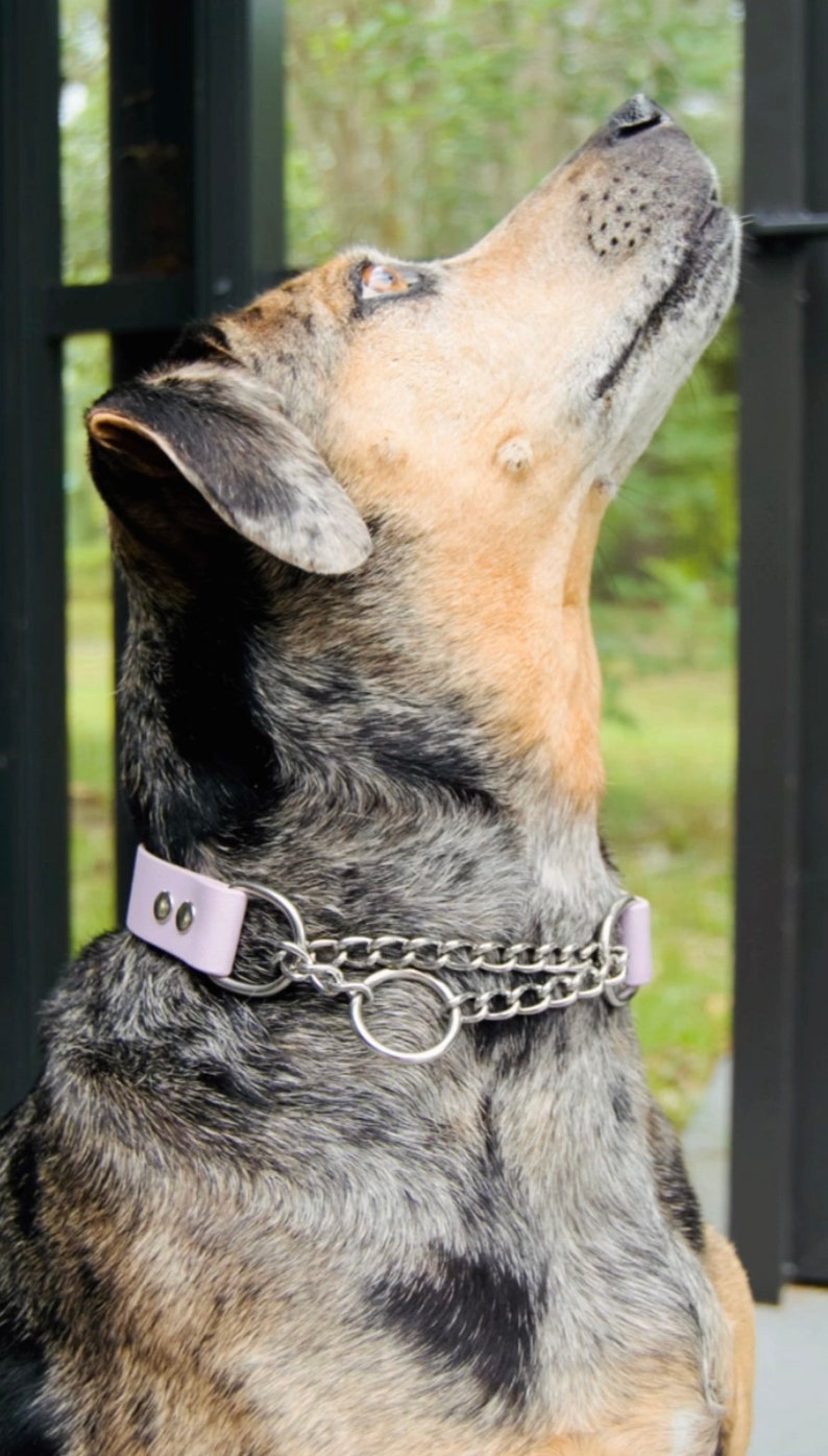 Pu&ograve; includere: Un cane macchiato di nero e marrone con un collare di pelle lavanda e un guinzaglio a catena d'argento guarda qualcosa fuori campo.