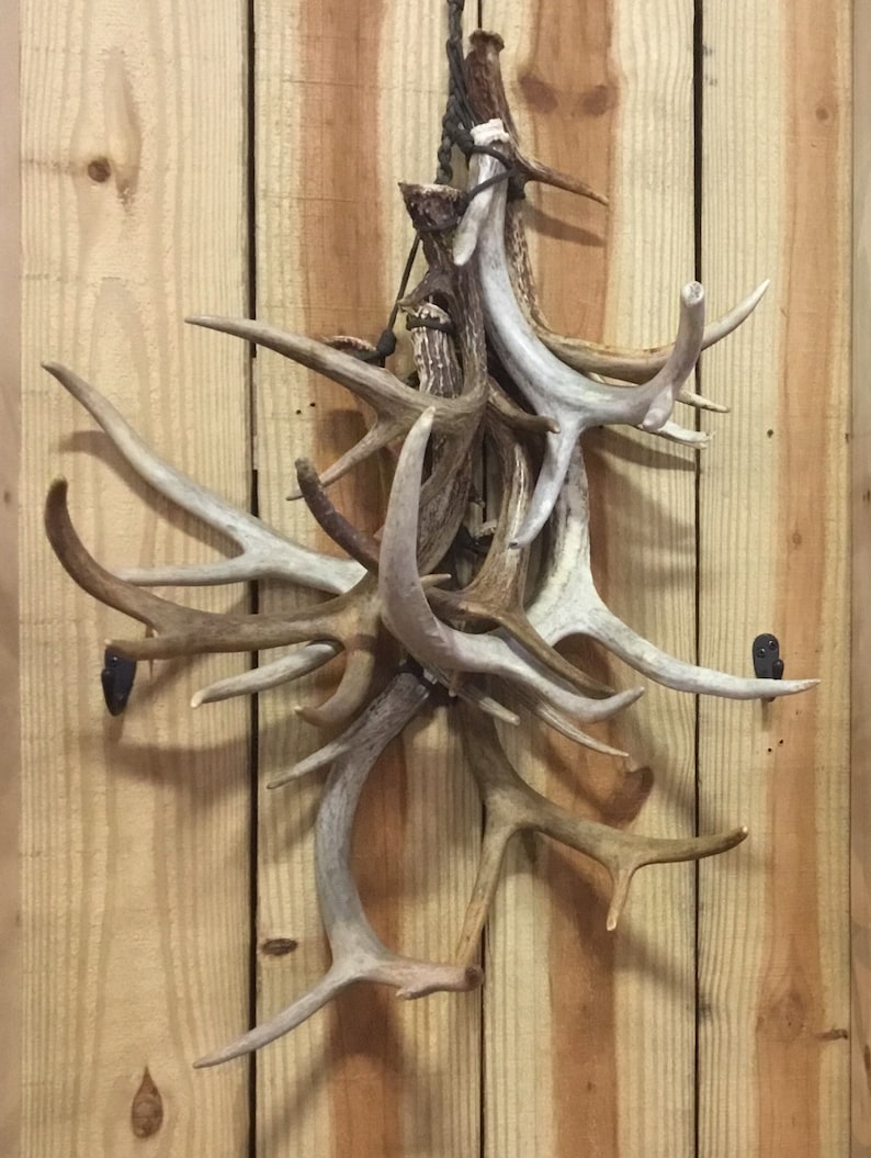 Elk Antler/Shed Display Hanger Etsy