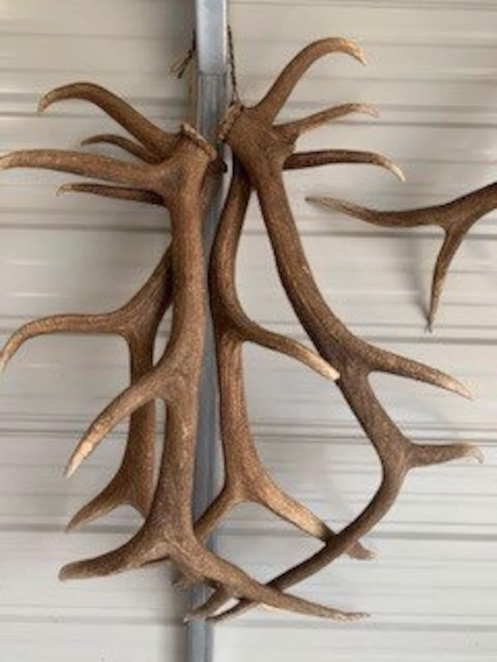 Elk Antler/Shed Display Hanger Etsy