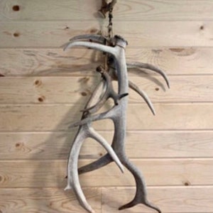 Elk Antler/Shed Display Hanger
