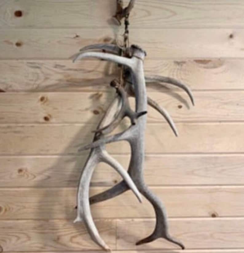 Elk Antler/shed Display Hanger Etsy