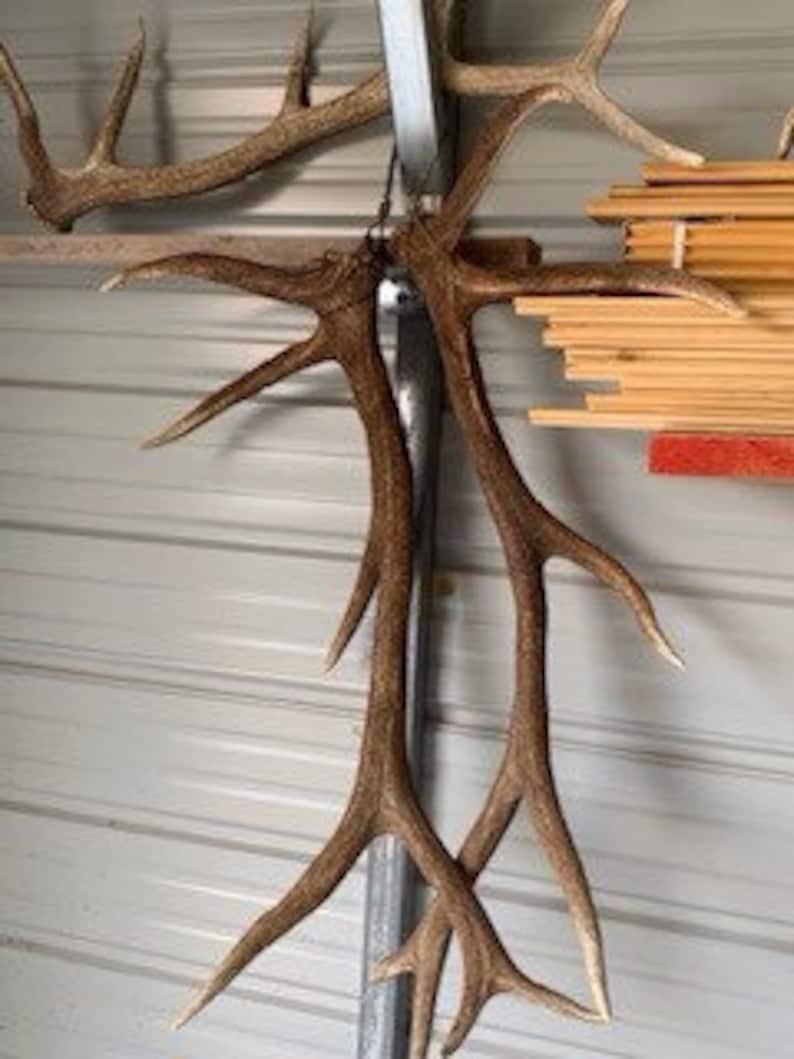 Elk Antler/Shed Display Hanger Etsy