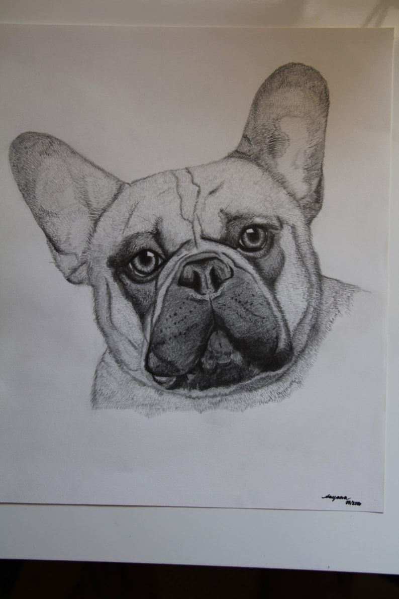 Original Perro Retrato Bulldog Franc s Dibujo A L piz Etsy M xico original-perro-retrato-bulldog-franc-s-dibujo-a-l-piz-etsy-m-xico